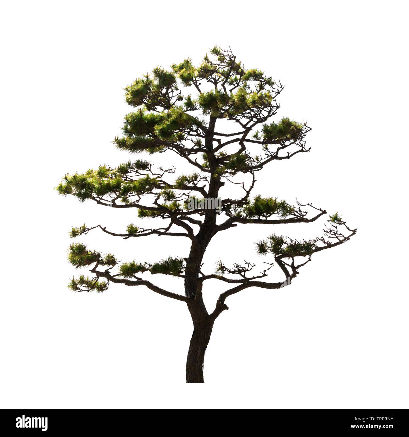 Pine Tree asiatique isolé sur fond blanc, photo naturelle Banque D'Images