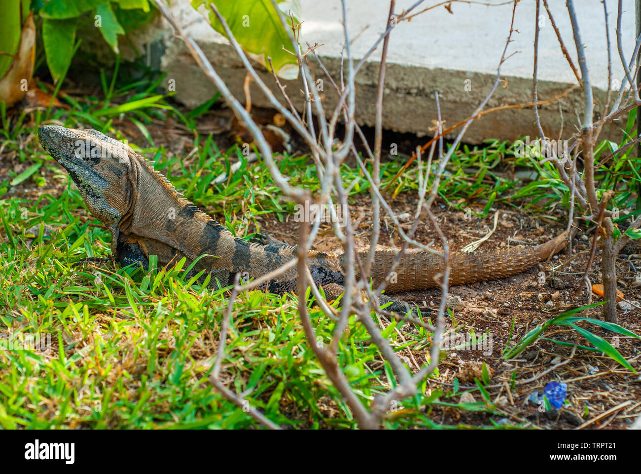 Portrait d'un iguane dans la végétation, prises dans le village touristique du Yucatan Banque D'Images