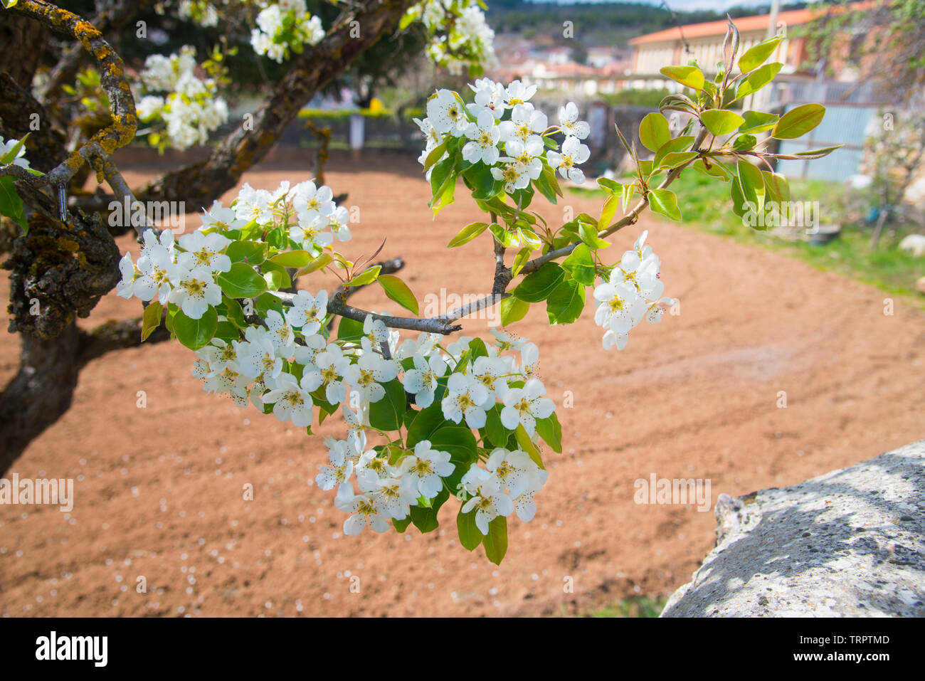 Cerisier fleuri. Banque D'Images