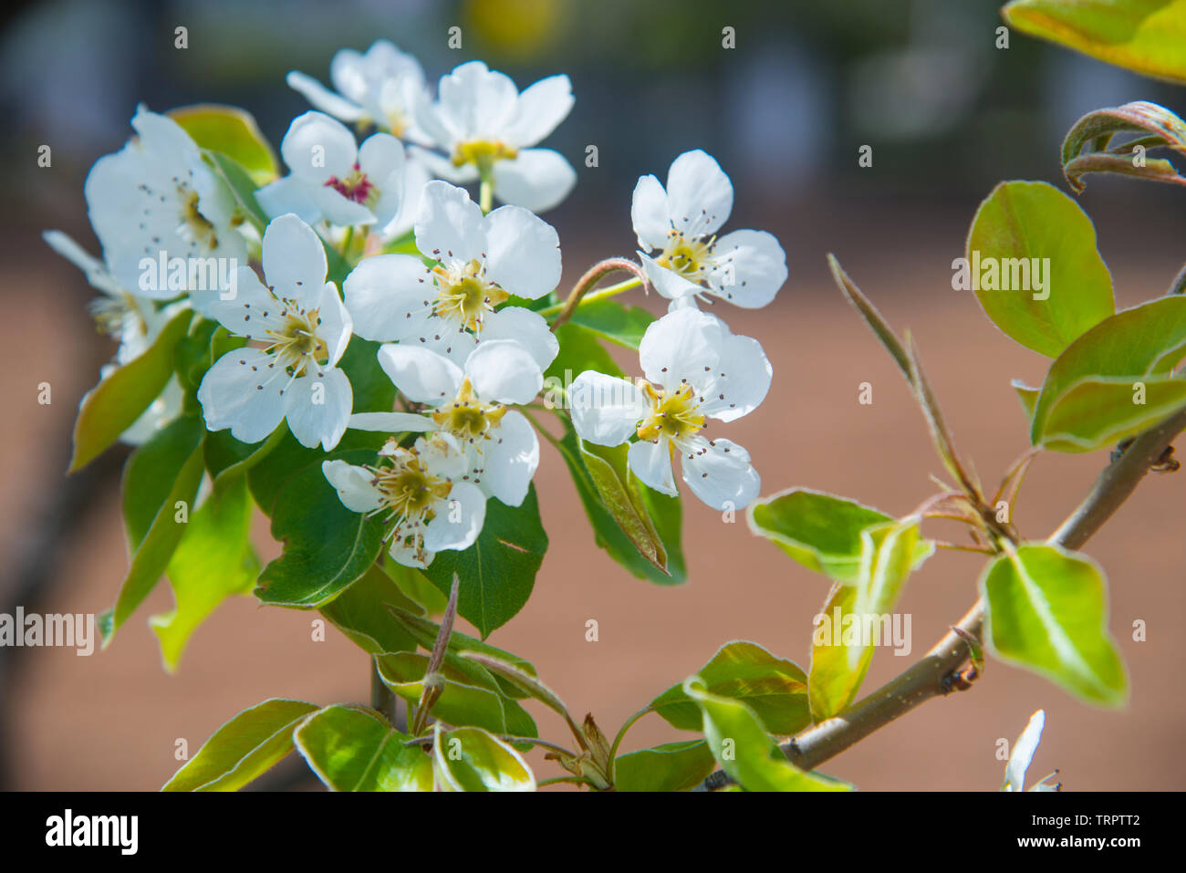 Cerisier fleuri. Banque D'Images