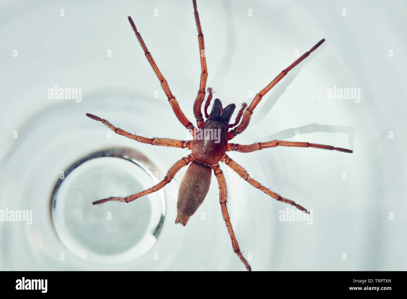 Dans ma maison d'araignée, 20mm de long Banque D'Images