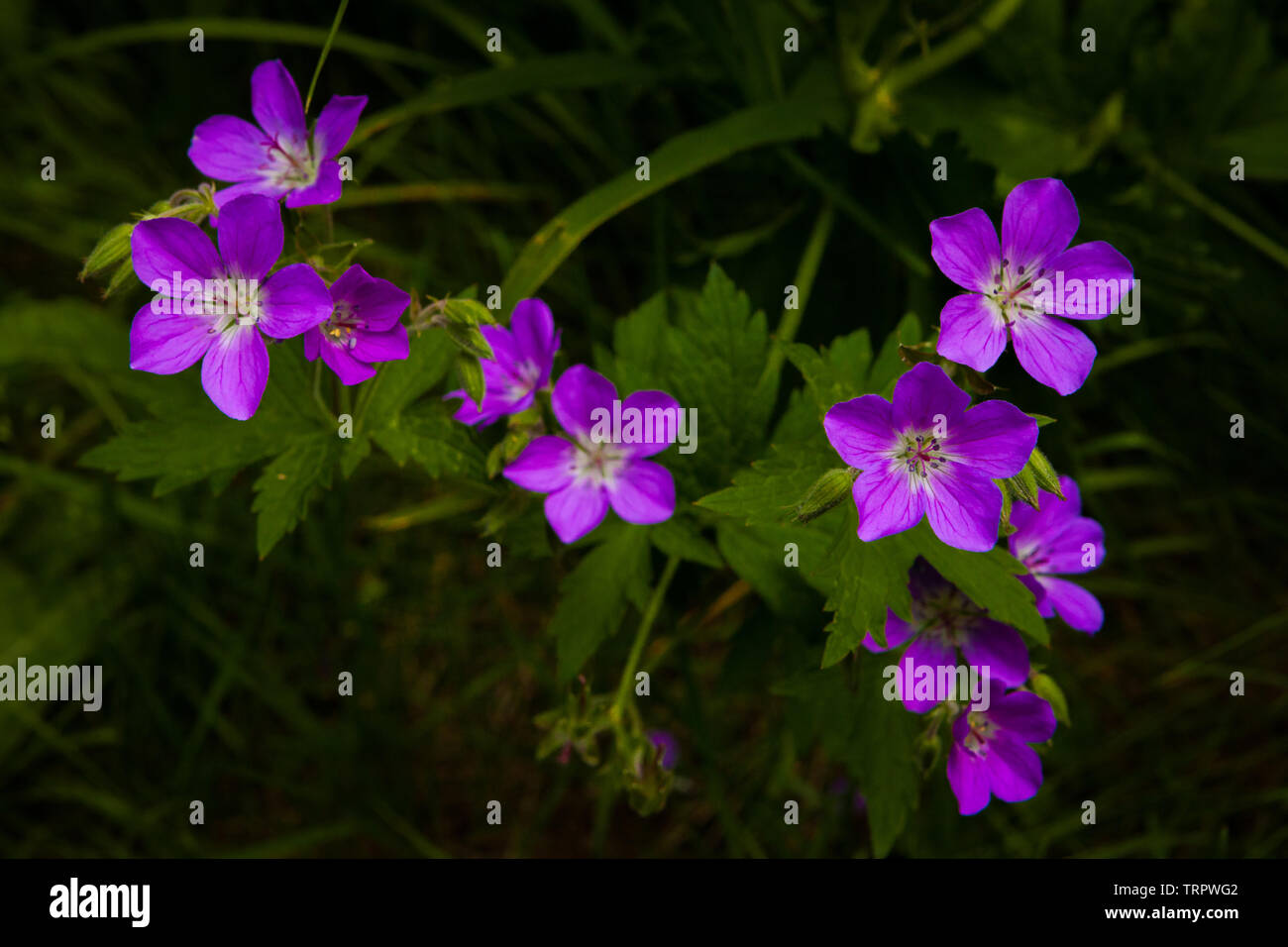 Beau bois fleurs, géranium sanguin Geranium sylvaticum, dans la vallée de Romsdalen, Møre og Romsdal (Norvège). Banque D'Images