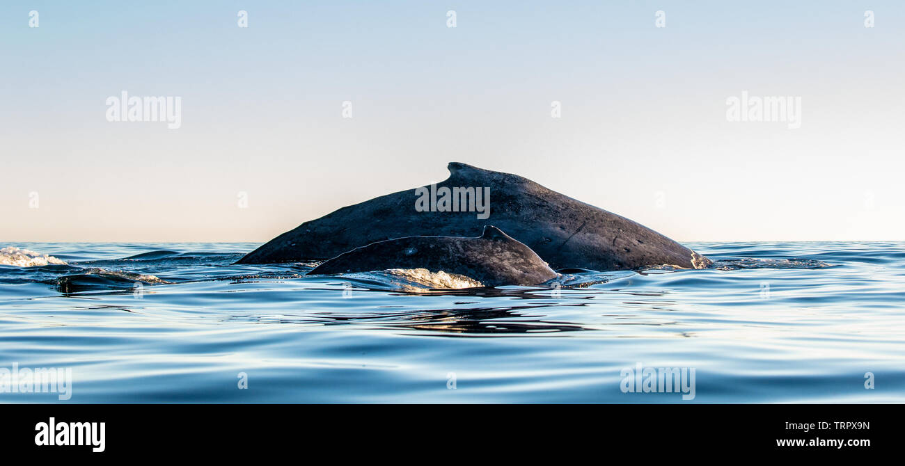 Dos De Baleine A Bosse Maman Et Bebe Cub La Baleine A Bosse Dans L Ocean Pacifique Arriere De La Baleine Sur La Surface De L Ocean La Plongee Dans Le Photo Stock