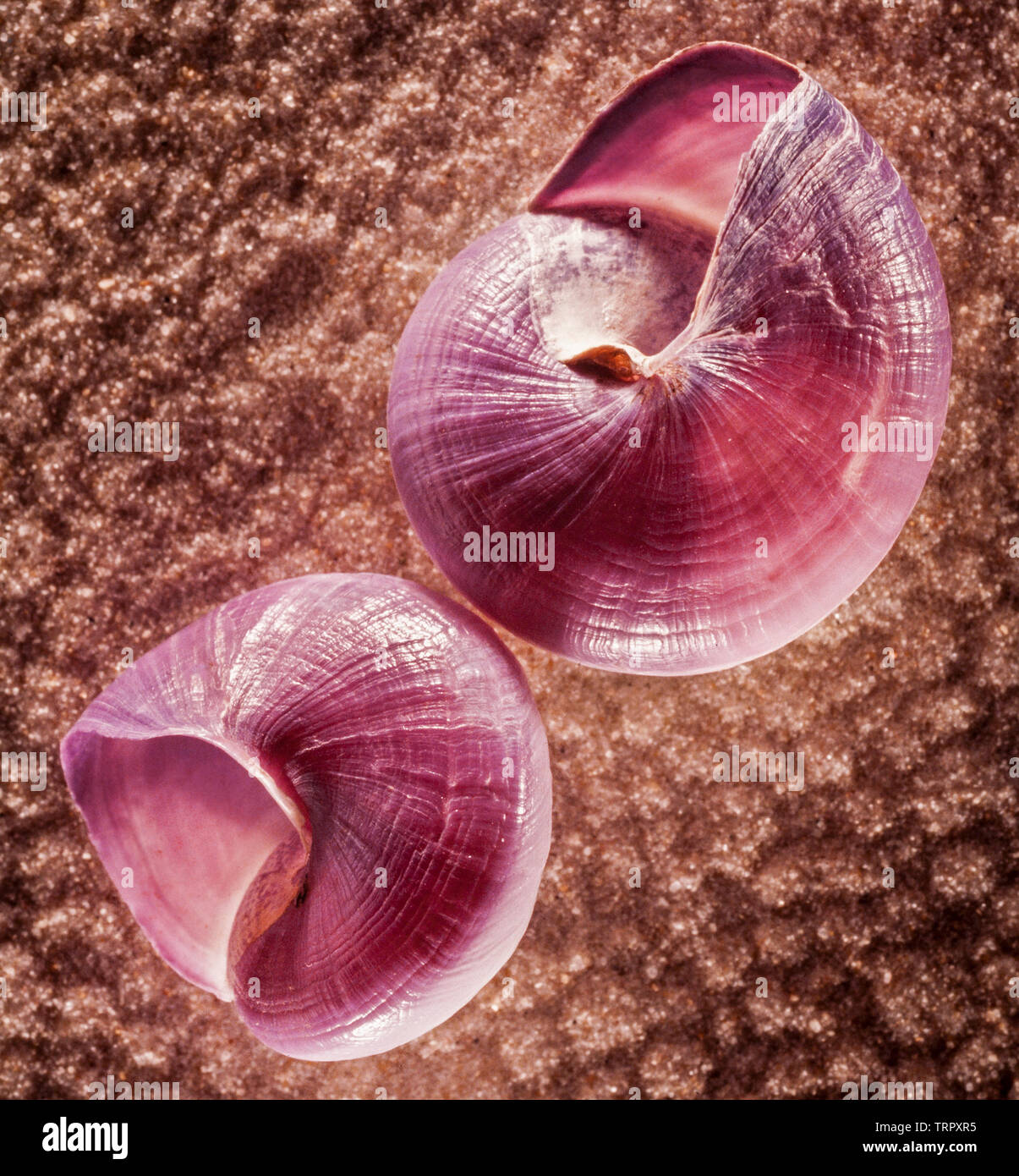 Violet commun Escargot de mer, Janthina janthina Linnaeus, sur sable ondulée Banque D'Images