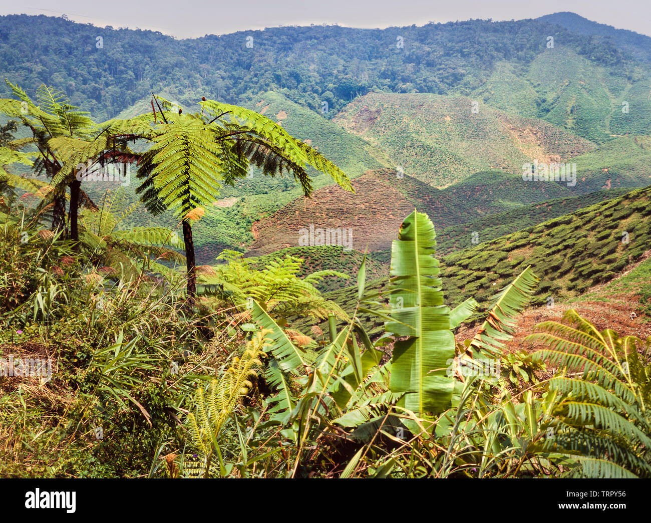 Sabah, Malaisie Orientale, collines déboisées maintenant à l'agriculture Banque D'Images