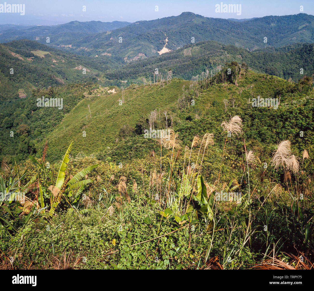 Sabah, Malaisie Orientale, collines déboisées maintenant à l'agriculture Banque D'Images