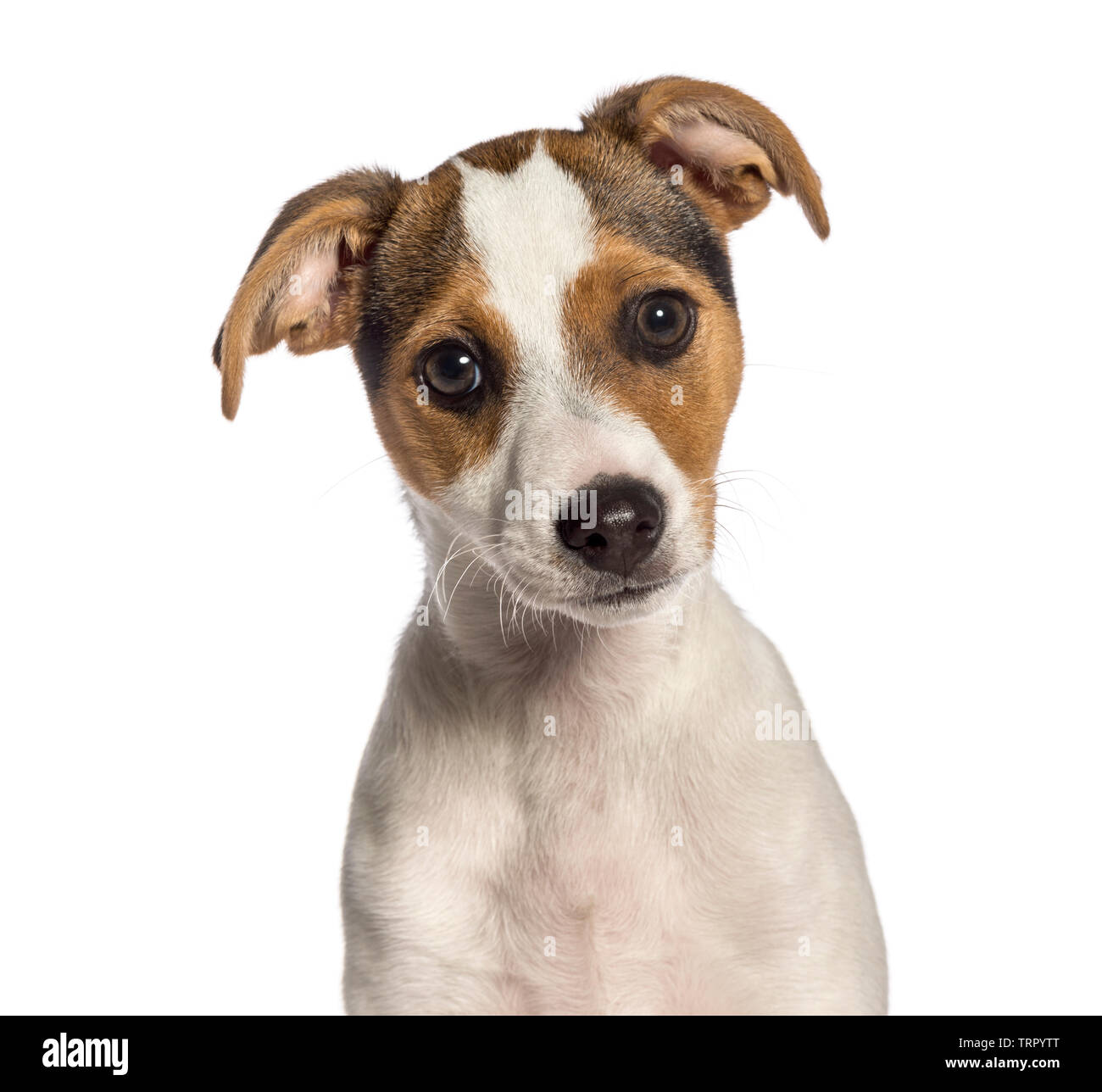 Le fox terrier, 3 months old, in front of white background Banque D'Images