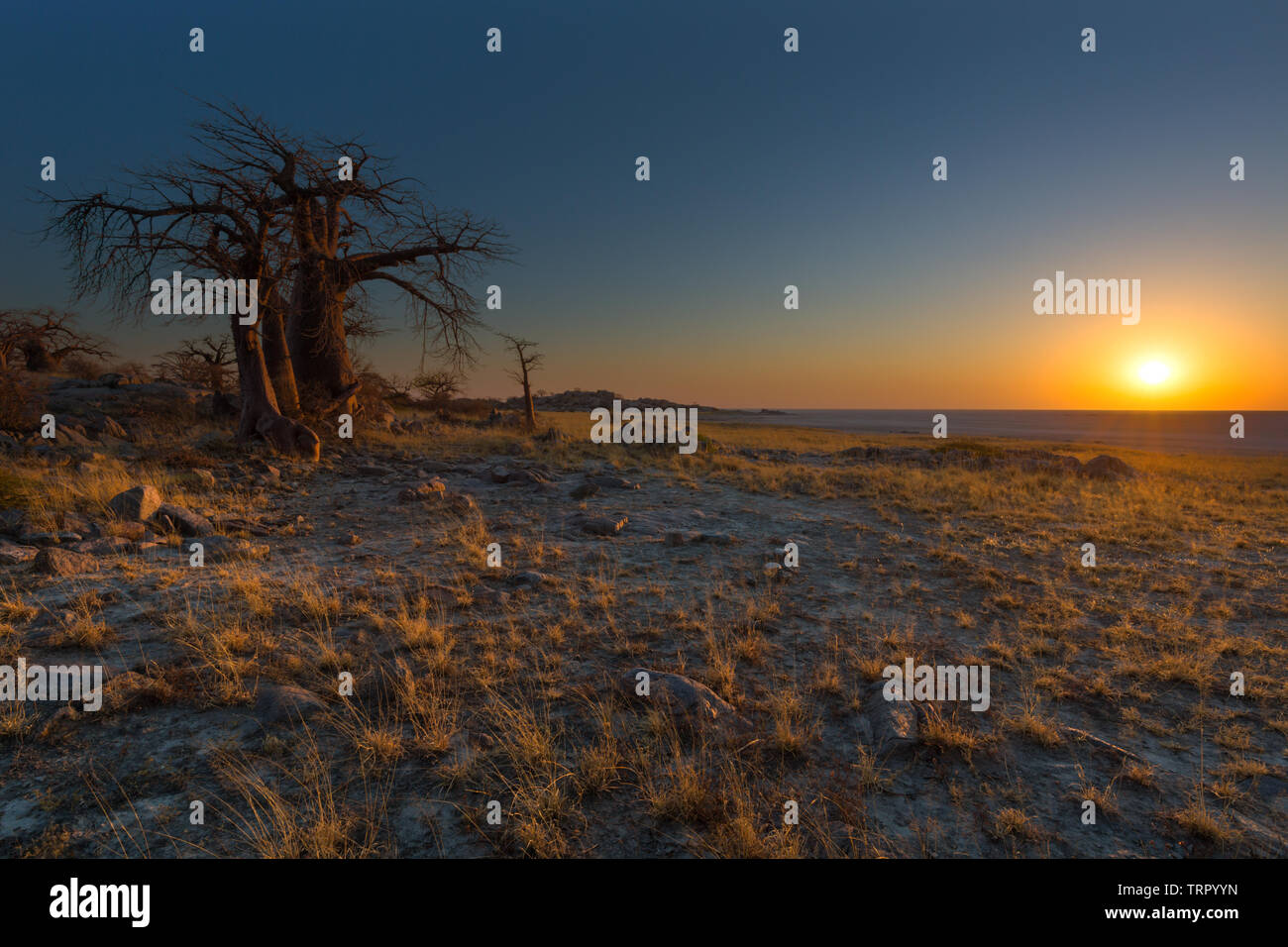 Les baobabs au lever du soleil Banque D'Images