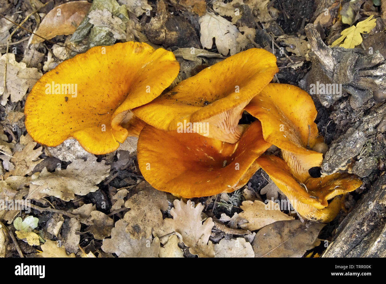 Les spécimens d'omphalotus olearius, jack o lantern mushroom Banque D'Images