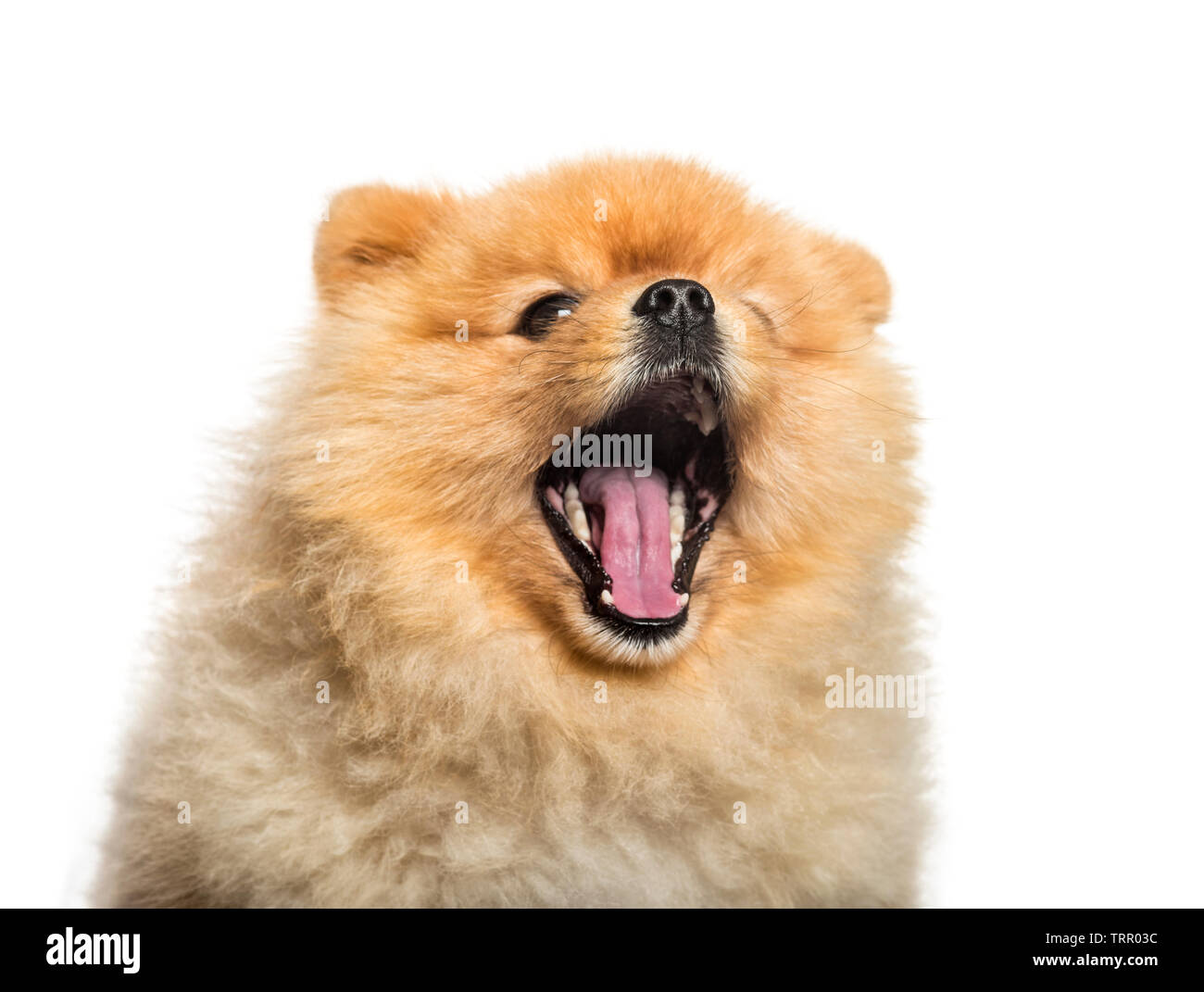 Chien Spitz yawning in front of white background Banque D'Images