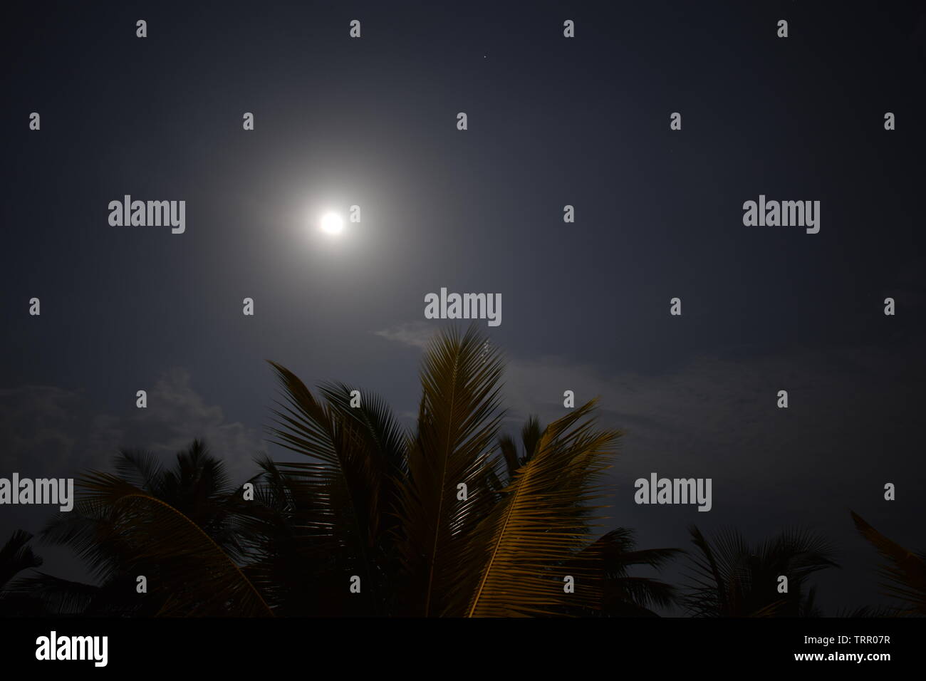 Pleine lune ciel bleu et des arbres Banque D'Images