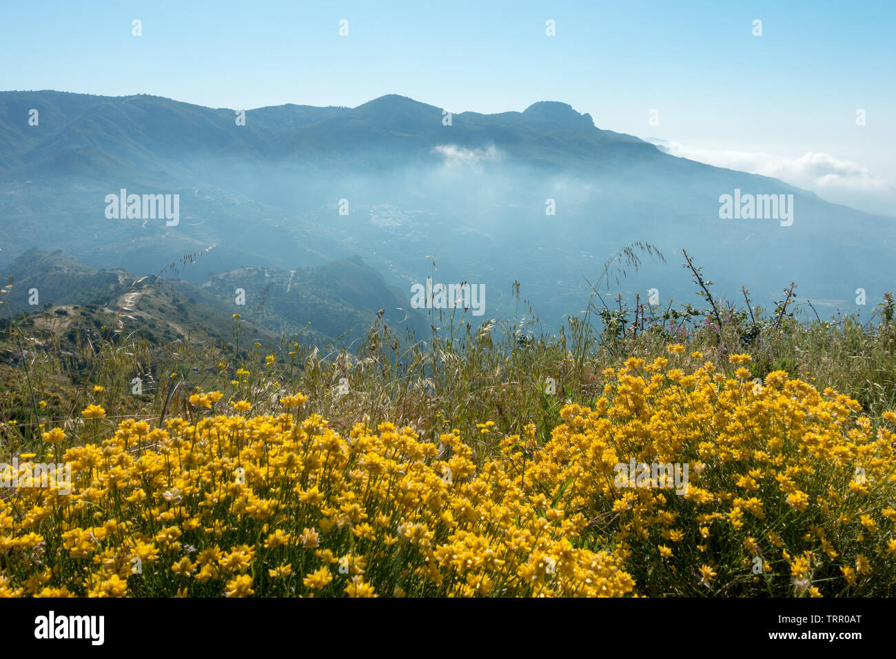 De belles vues à travers l'ensemble de fleurs sauvages jaunes à Otivar et les montagnes de la célèbre route chemin de chèvre (monter un-4050), la Sierra Nevada, Espagne Banque D'Images