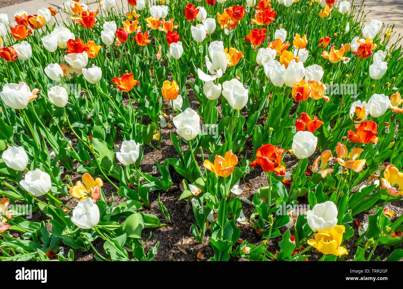 Rouge blanc et jaune tulipes fleurs au printemps. Banque D'Images
