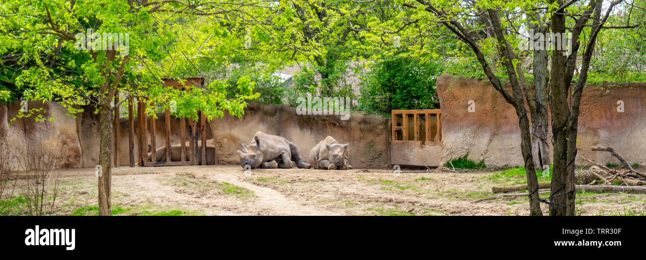 Deux rhinocéros noir en enclos au St Louis Parc Zoologique, Forest Park, Missouri, États-Unis. Banque D'Images