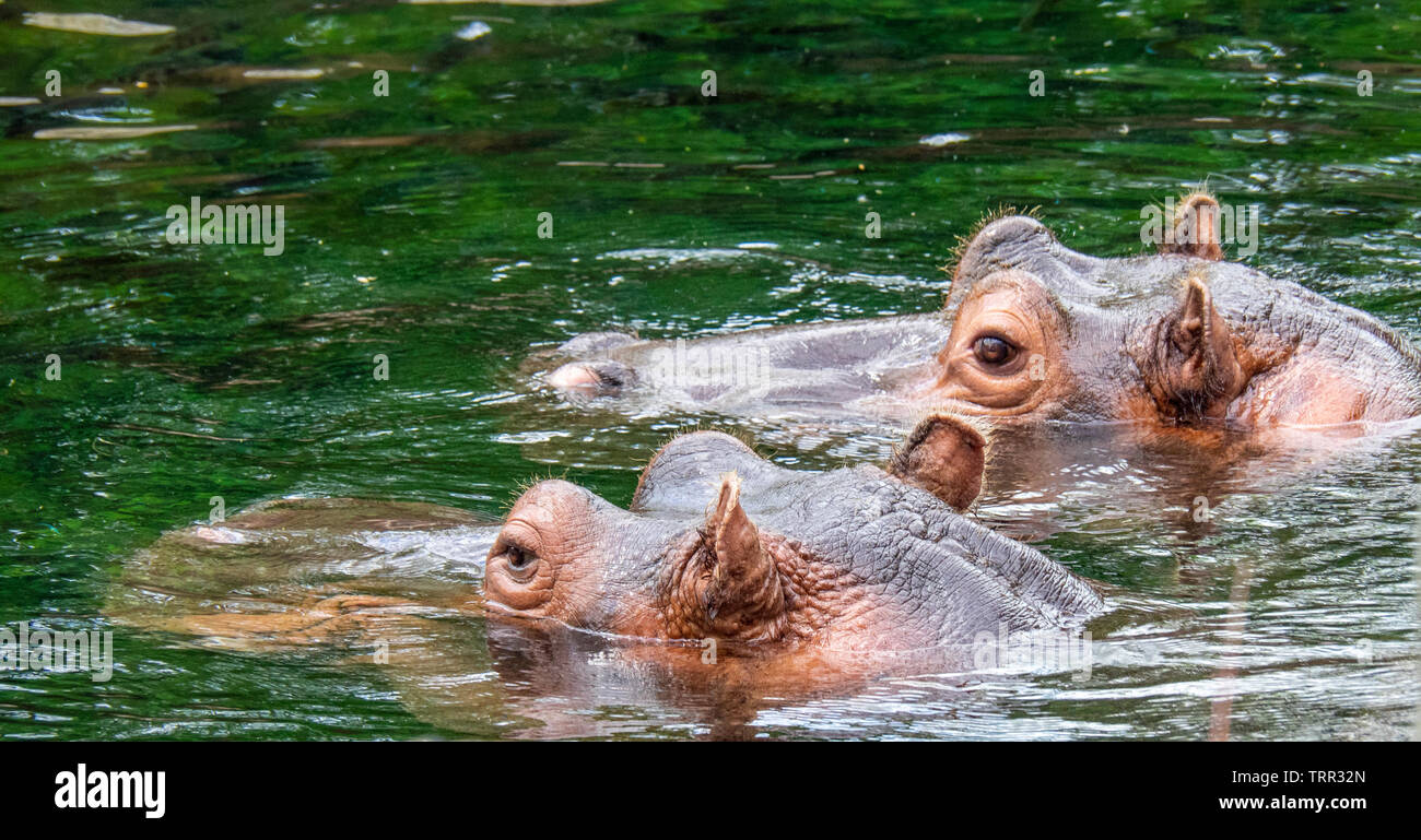 Deux hippopotames dans l'eau chauffée à St Louis Zoo, Parc forestier Missouri Etats-unis.. Banque D'Images