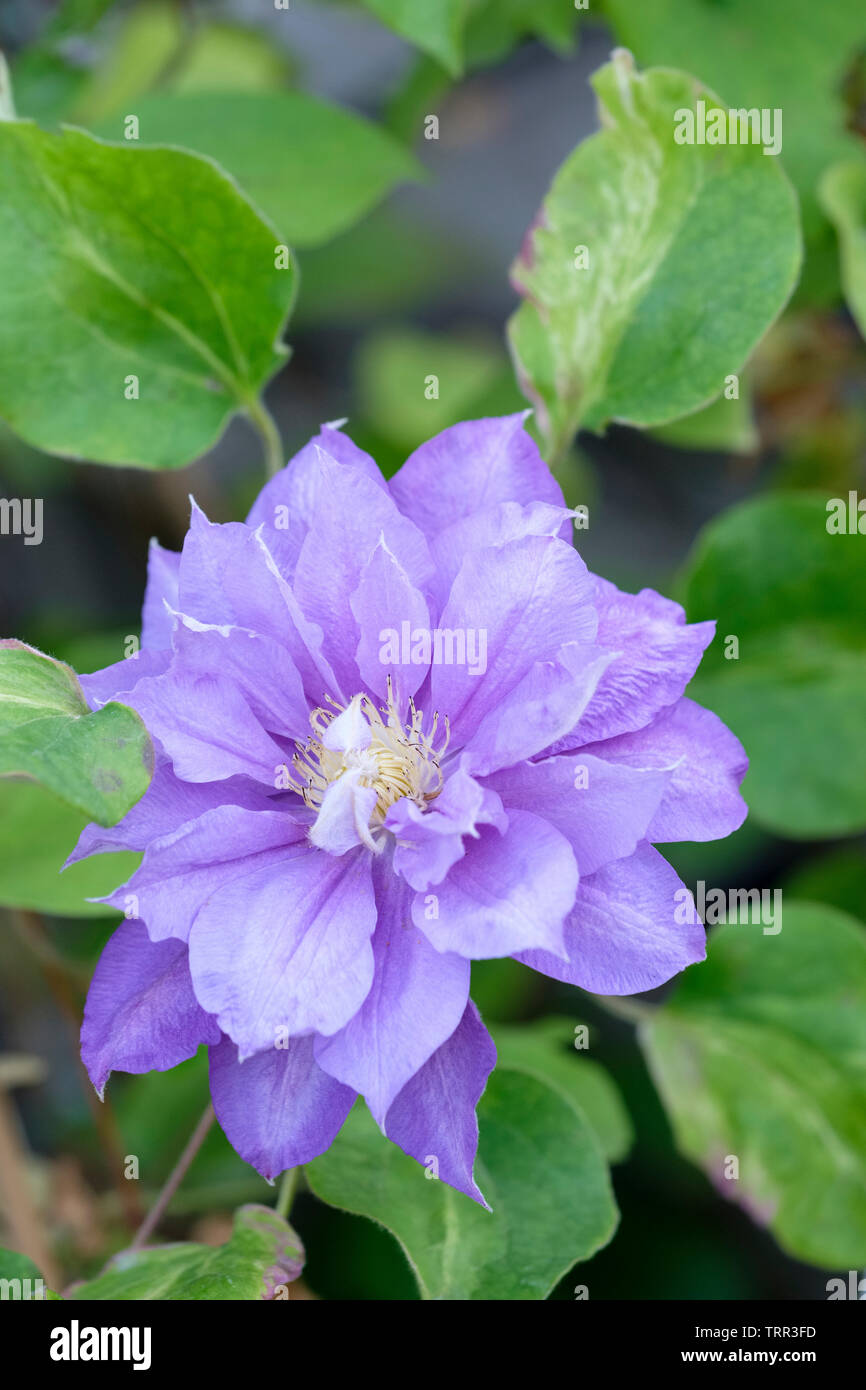 Close-up of a single double bleu lavande fleur fleur de clematis 'la beauté de Worcester' Banque D'Images