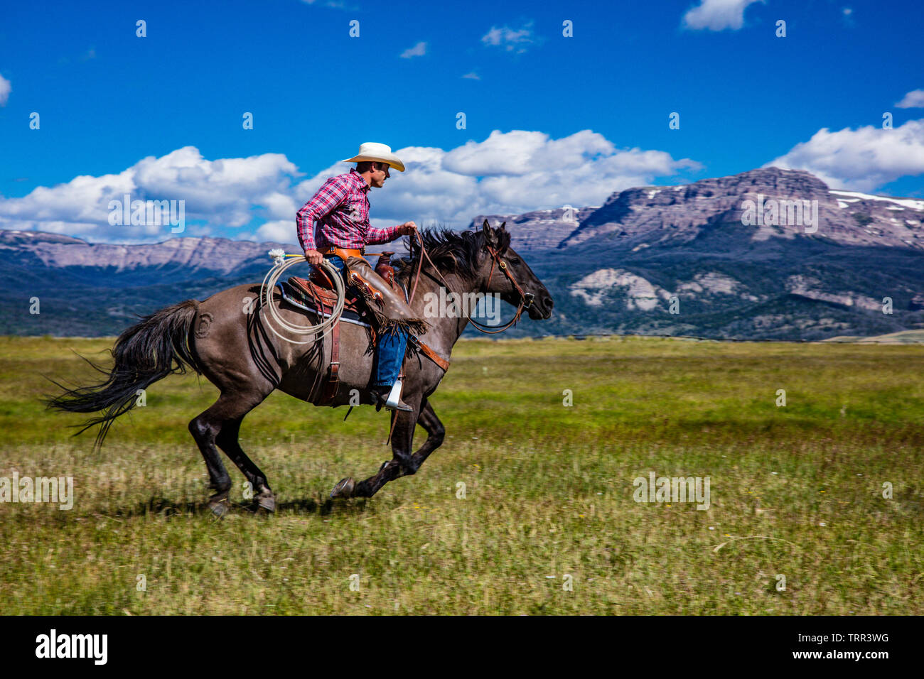Ranch Absaroka, dans le Wyoming, l'exécution les chevaux le matin, apportez-les au corral. La vie de ranch dans le Wyoming. Banque D'Images