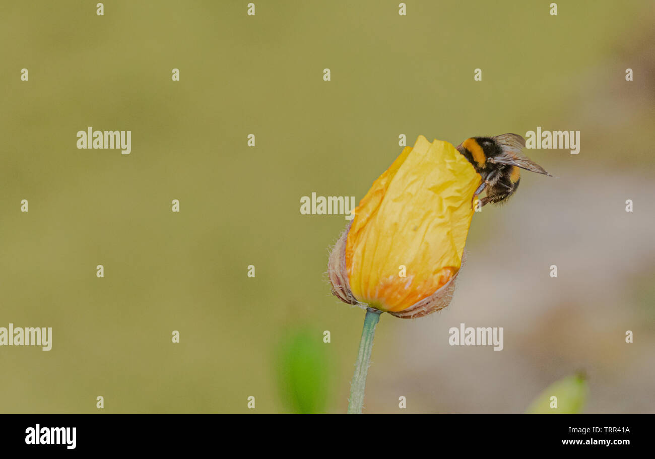 Bombus lucorum, white tailed bumblebee, sur un welsh poppy jaune avec copie espace. Banque D'Images