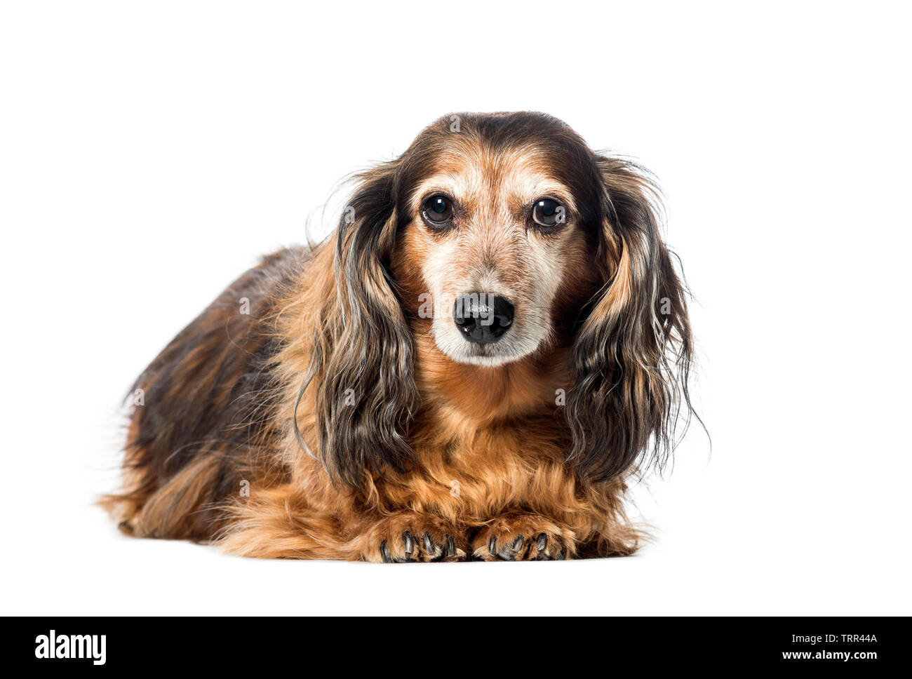 Ancien blaireau ,Teckel chien, chien saucisse, Wiener dog lying in front of white background Banque D'Images