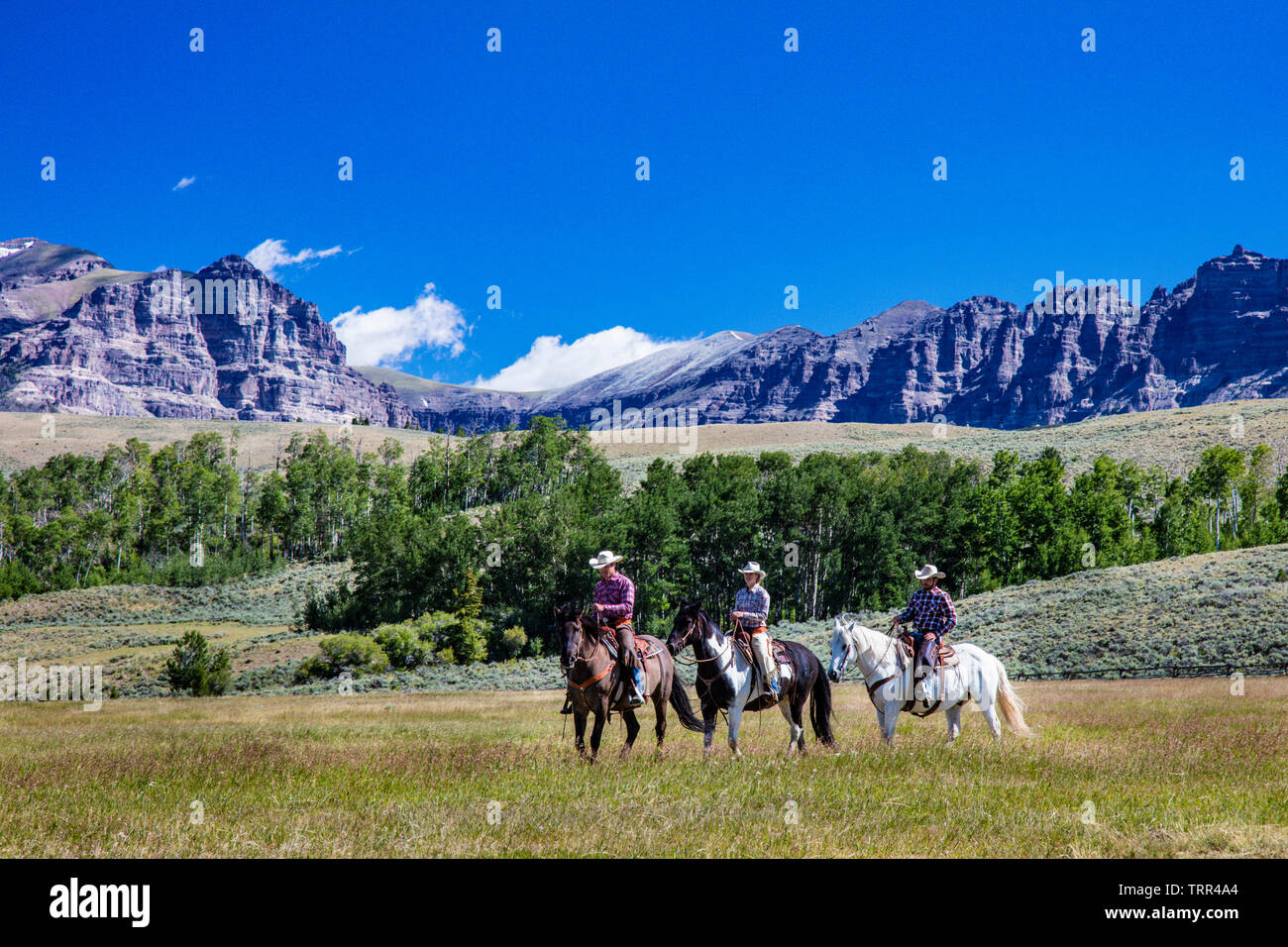 Ranch Absaroka, dans le Wyoming, l'exécution les chevaux le matin, apportez-les au corral. La vie de ranch dans le Wyoming. Banque D'Images