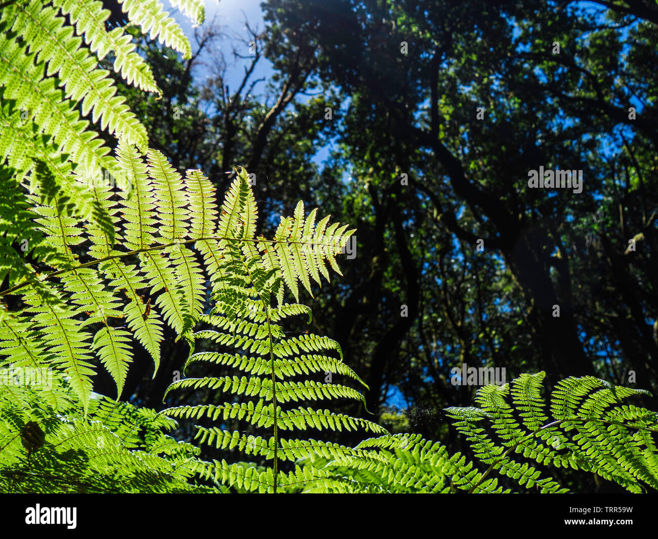 Décor d'un conte de la forêt magique d'El Cedro Forêt près du Parc National de Garajonay à La Gomera, Îles Canaries, Espagne Banque D'Images