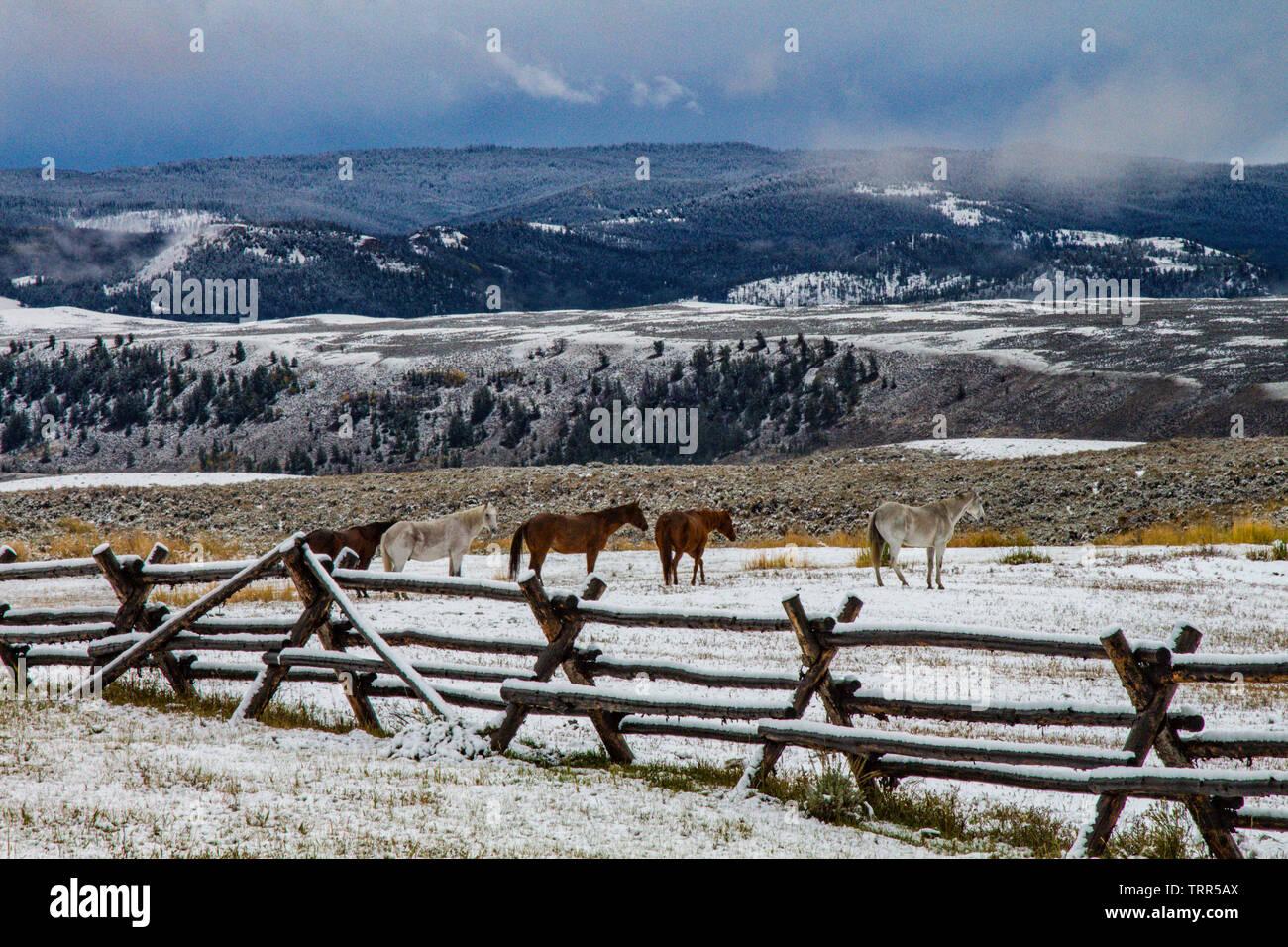 Les chevaux au corral, Ranch, Wyoming Absaroka après tempête de neige. Banque D'Images
