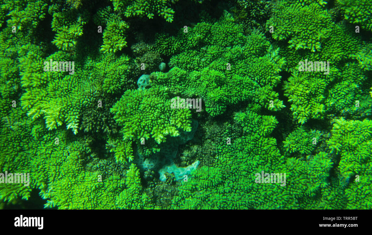 Les colonies de coraux abondent dans l'île de Siete Pecados, une des îles de Coron. Ces êtres vivants sont populaires auprès des plongeurs libres . Banque D'Images