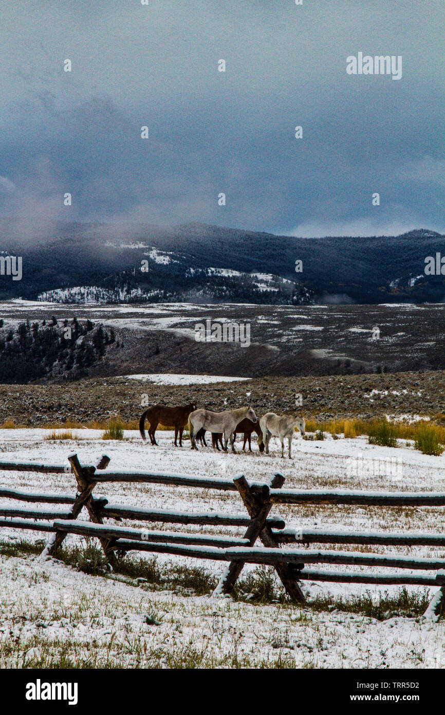 Les chevaux au pâturage après la tempête, l'Absaroka Range, le Wyoming. Banque D'Images
