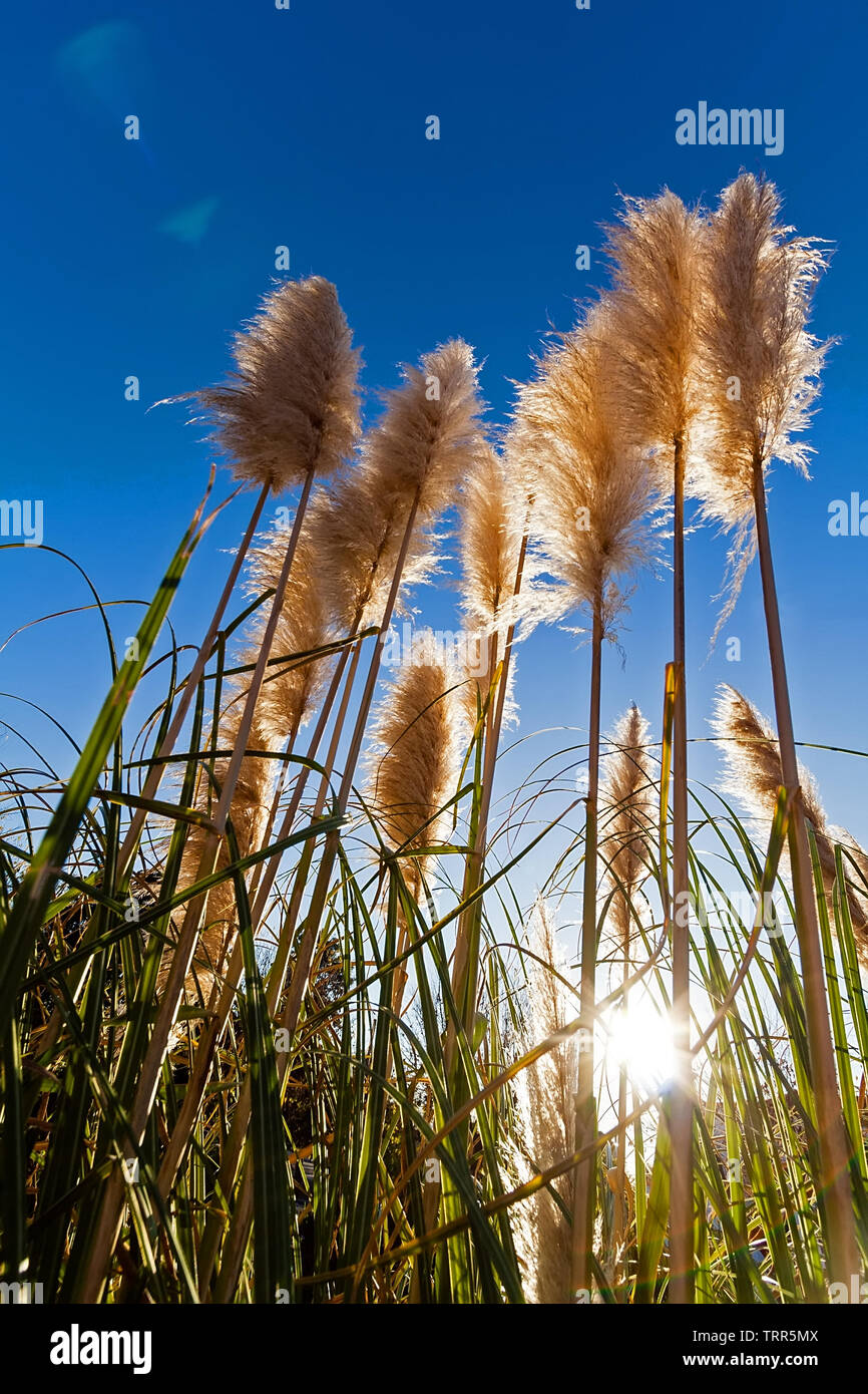 L'herbe de la pampa cortaderia selloana aka silhouette ou à contre-jour,  contre un ciel bleu pendant le lever du soleil, l'aube ou au coucher du  soleil Photo Stock - Alamy