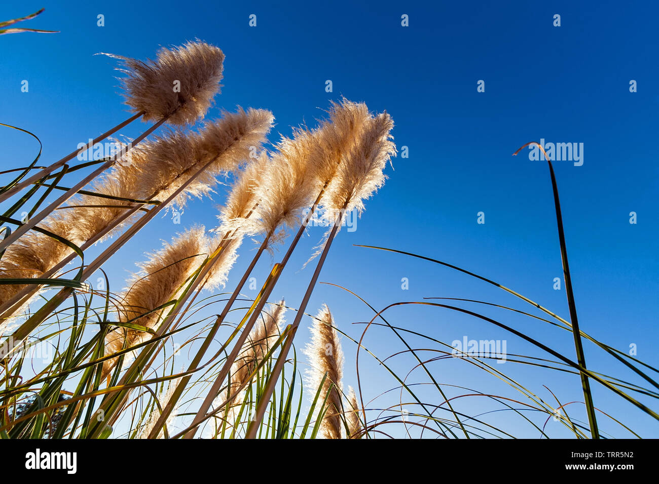 L'herbe de la pampa cortaderia selloana aka silhouette ou à contre-jour,  contre un ciel bleu pendant le lever du soleil, l'aube ou au coucher du  soleil Photo Stock - Alamy