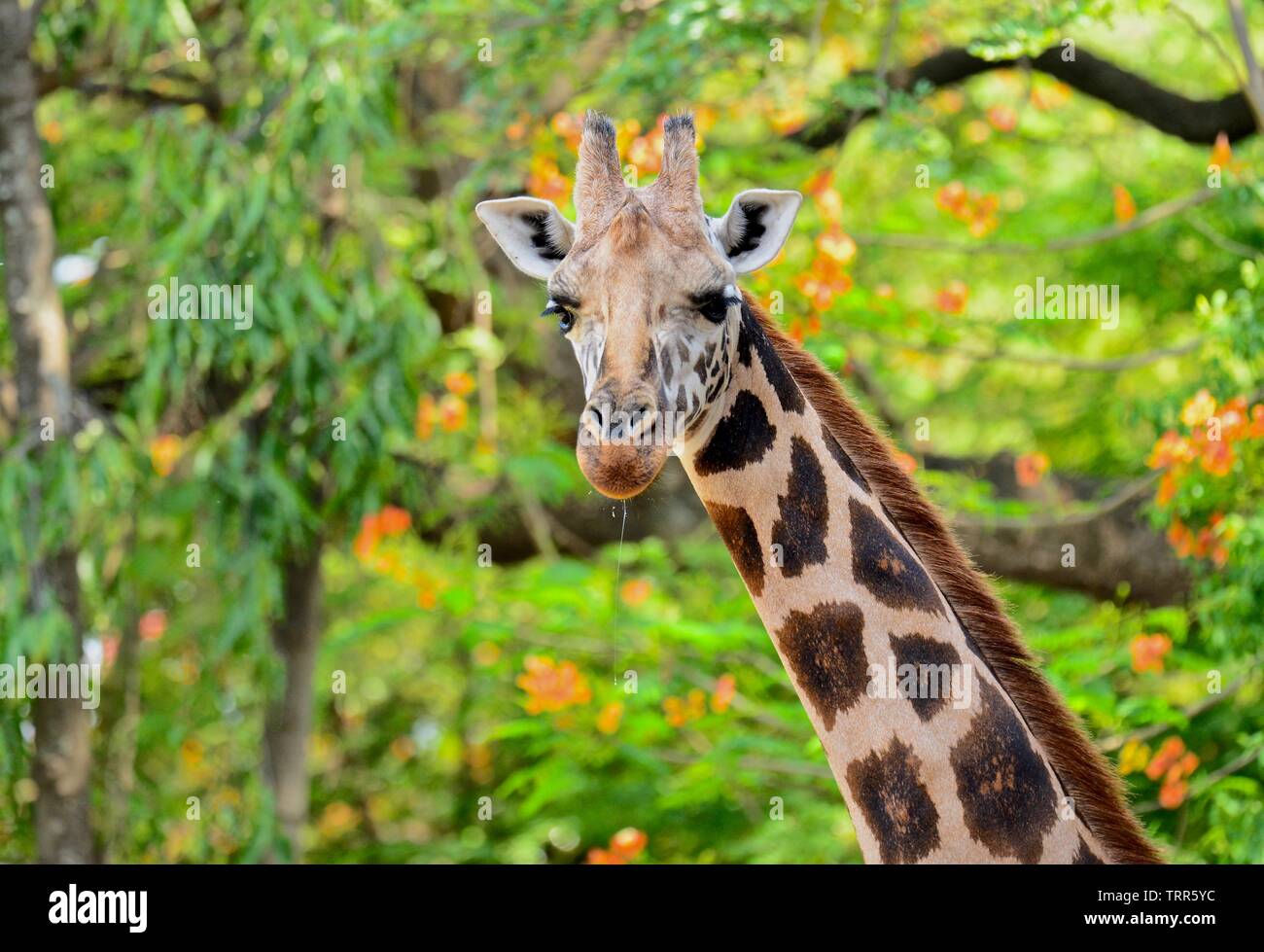 Même l'Afrique de l'ongulé à longs doigts mammifères girafe Banque D'Images