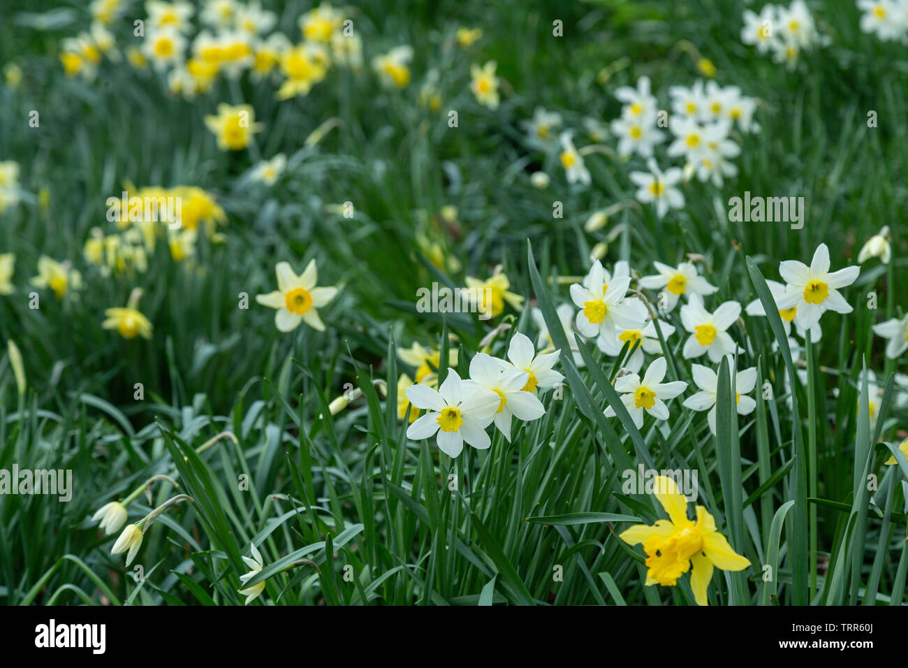 Or jaune et blanc jonquilles sauvages Narcissus pseudonarcissus (narcisse).  York, Angleterre Photo Stock - Alamy