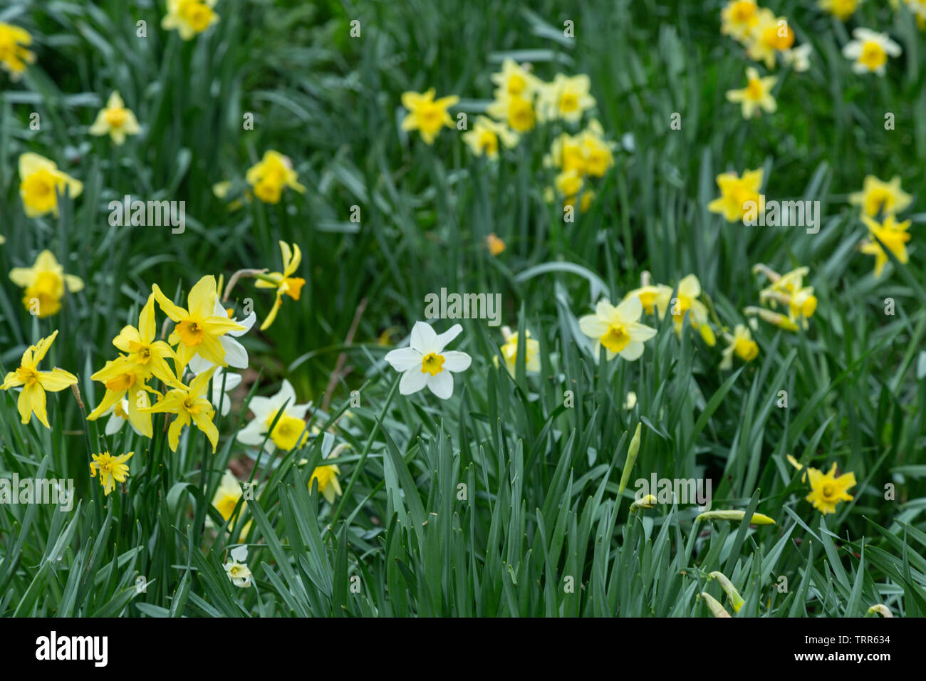 Or jaune et blanc jonquilles sauvages Narcissus pseudonarcissus (narcisse).  York, Angleterre Photo Stock - Alamy