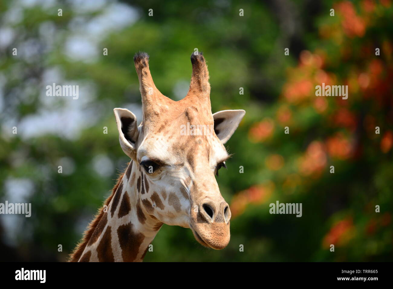 Même l'Afrique de l'ongulé à longs doigts mammifères girafe Banque D'Images