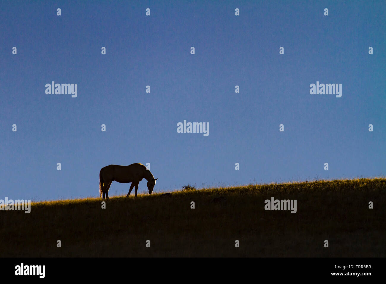 Les chevaux se découpant sur colline de l'Absaroka Ranch du Wyoming. Banque D'Images