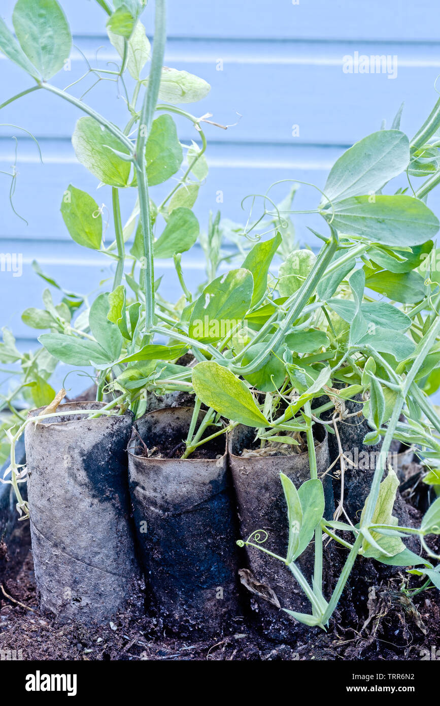 Eco friendly la culture de plantes en serre jardin Banque D'Images