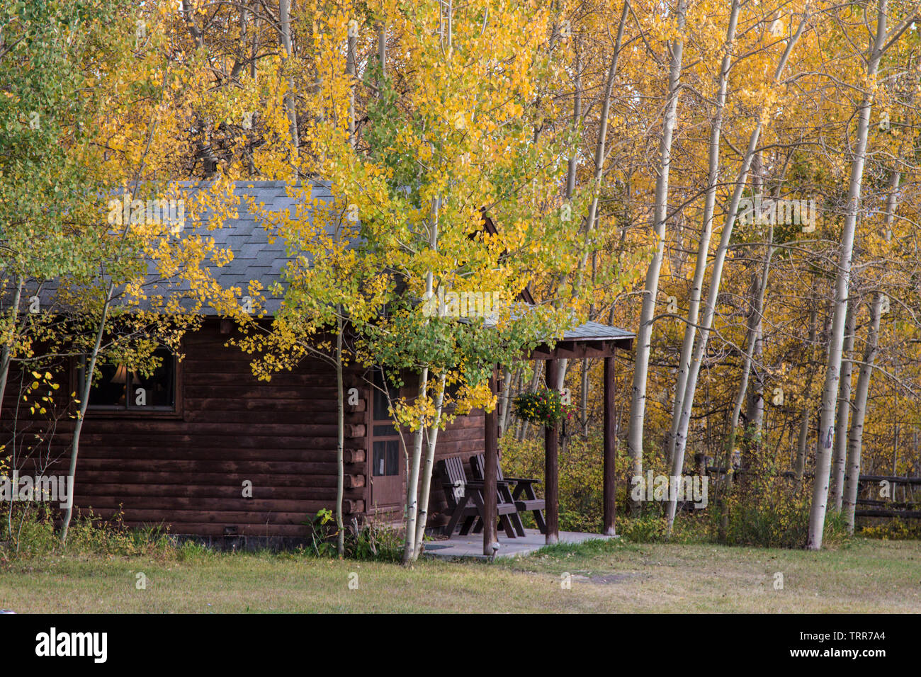 Feuillage de l'automne, tremble, cabane à l'Absaroka Ranch, Wyoming. Banque D'Images