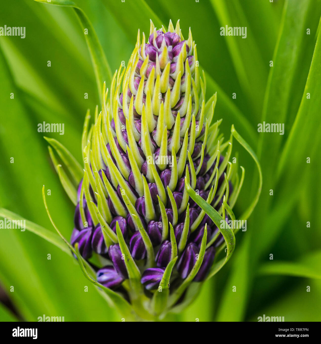 Un plan macro sur un bouton floral squill portugais. Banque D'Images