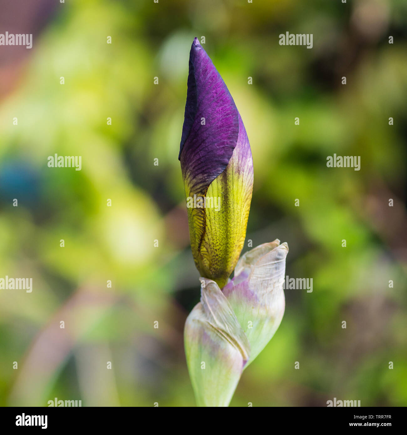 Une macro shot of a purple iris flower bud. Banque D'Images