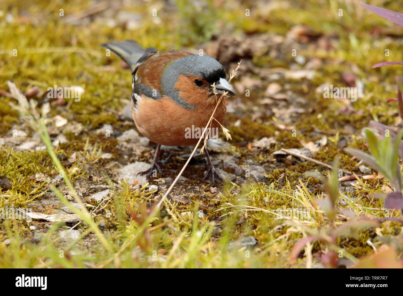 Chaffinch manger l'herbe Banque D'Images