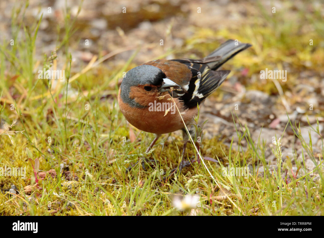 Chaffinch manger l'herbe Banque D'Images