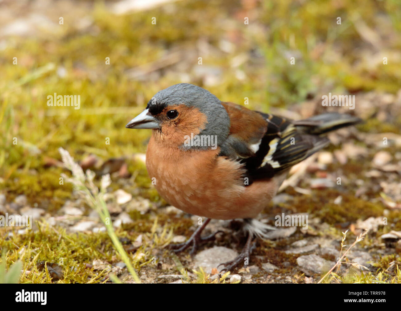 Chaffinch manger l'herbe Banque D'Images