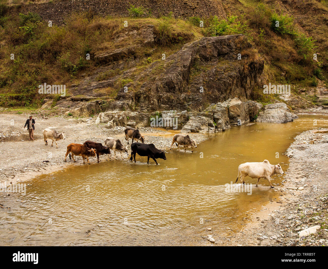Villageois indiens venant de prendre ses vaches retour au village. Jim Corbett franchir cette rivière Panar lorsqu'il était au Kumaon Hills, inondation, Uttarakhand, Inde Banque D'Images