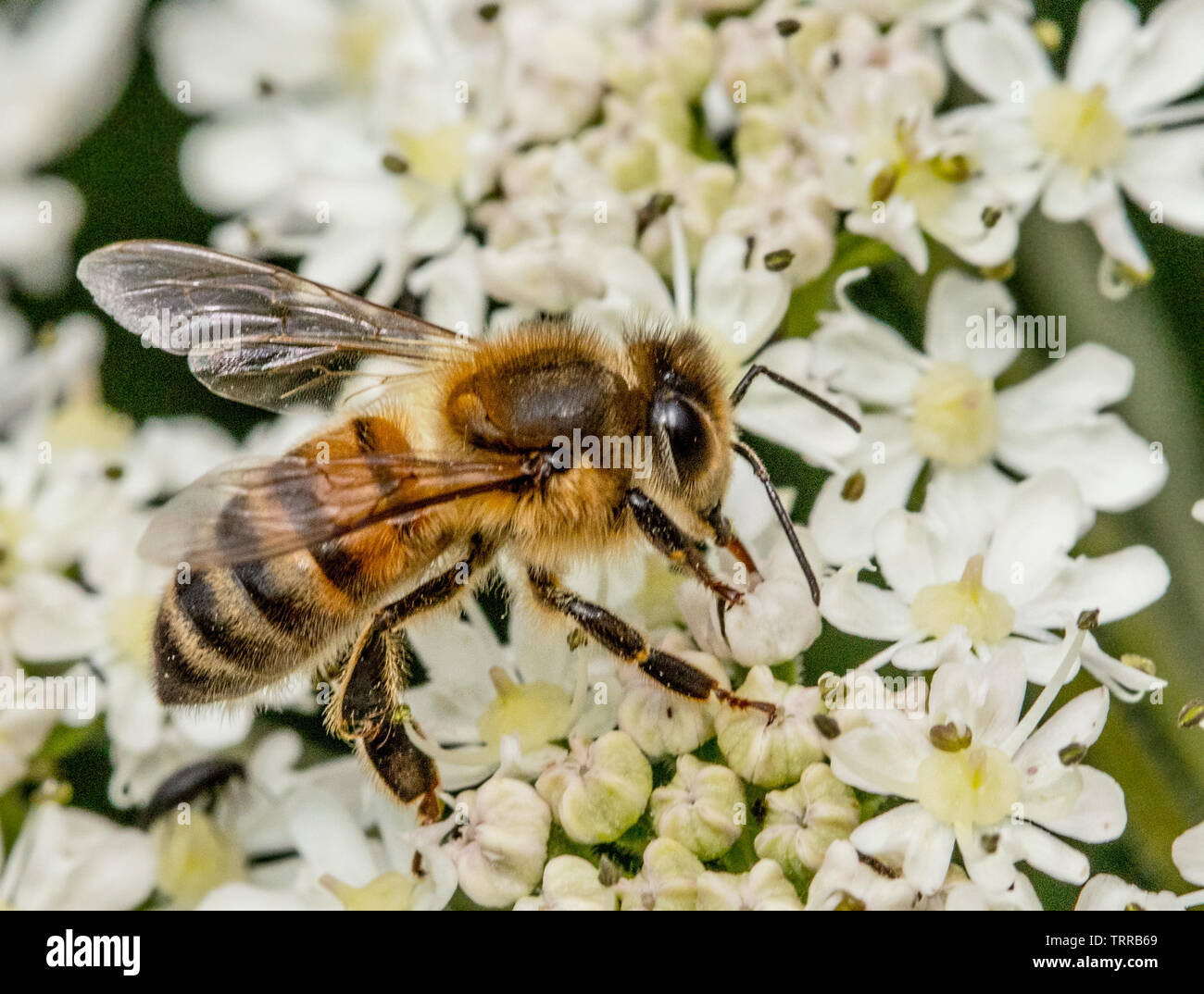 Honey Bee, Bee, la faune par une rivière sur un cerfeuil fleur dans la campagne britannique, la collecte de nectar et la pollinisation. Banque D'Images