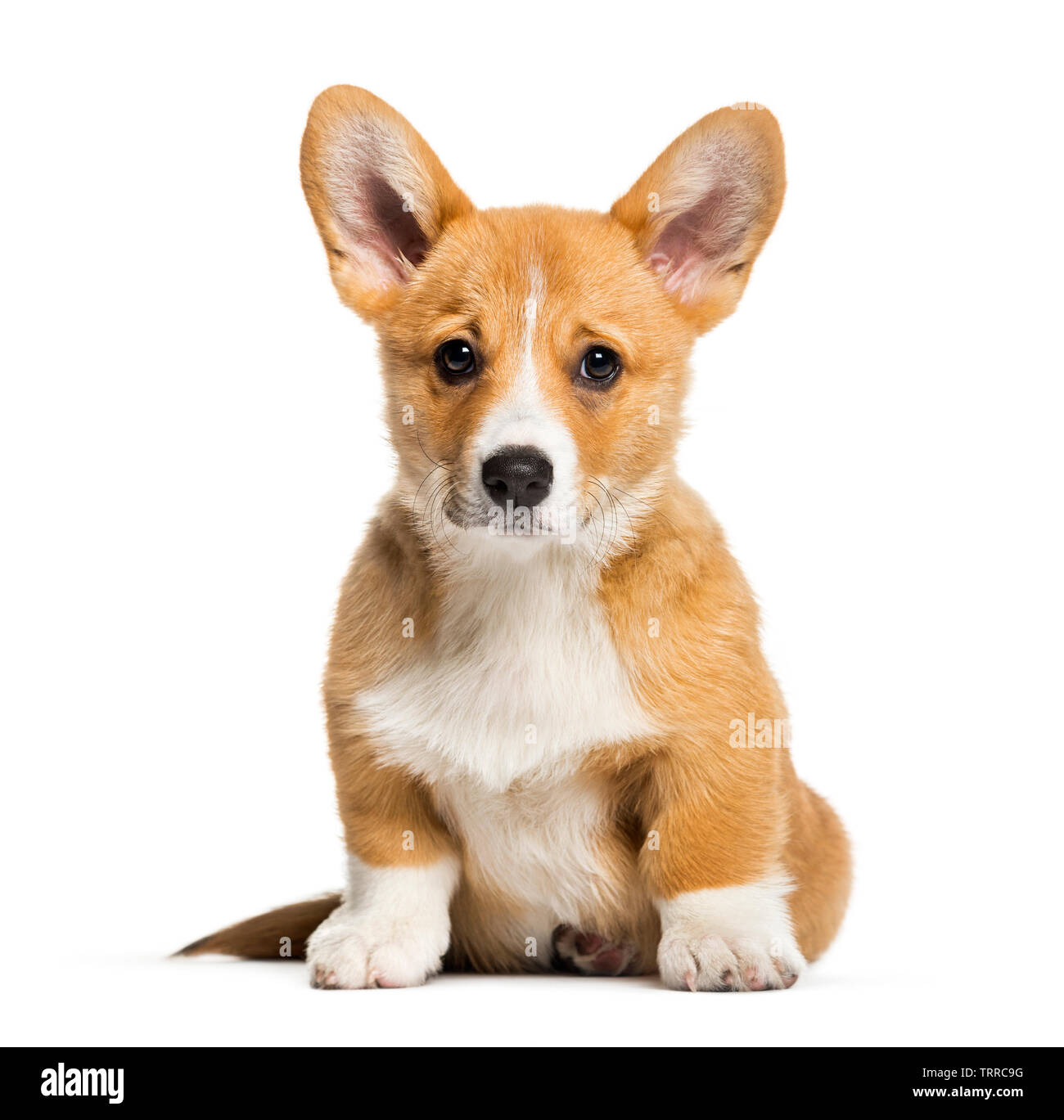Pembroke Welsh Corgi, 3 months old, in front of white background Banque D'Images