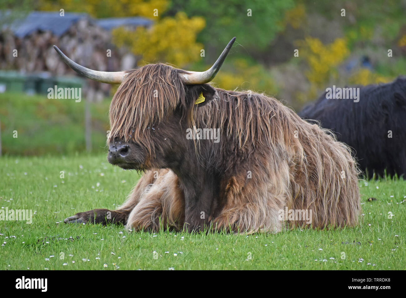 Highland cattle in Field, Highlands d'Ecosse Banque D'Images