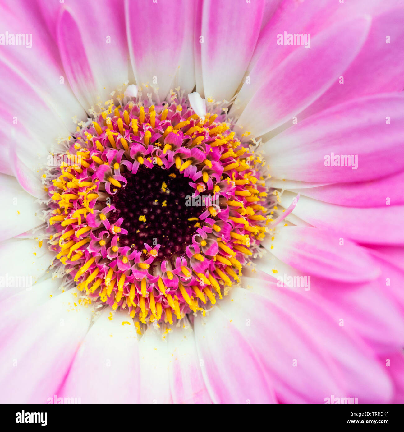 Un gros plan sur une fleur de Gerbera. Banque D'Images