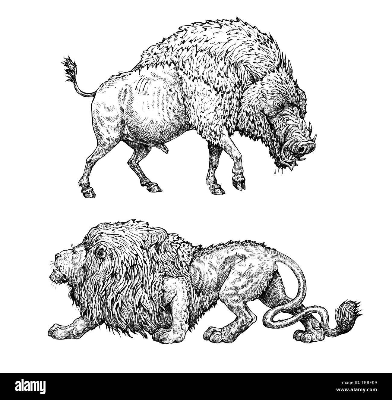 Illustration de Monster. Sanglier mortel et anatomie Lion comparaison. Dessin de fantaisie. Banque D'Images