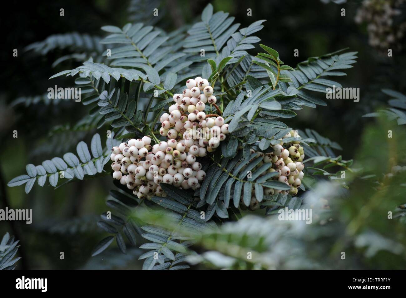 Heather et de baies sur la région des Scottish Borders hills. Photo Copyright Chris Watt Tel - 07887 info@chriswatt.com www.chriswatt.com 554 193 Banque D'Images