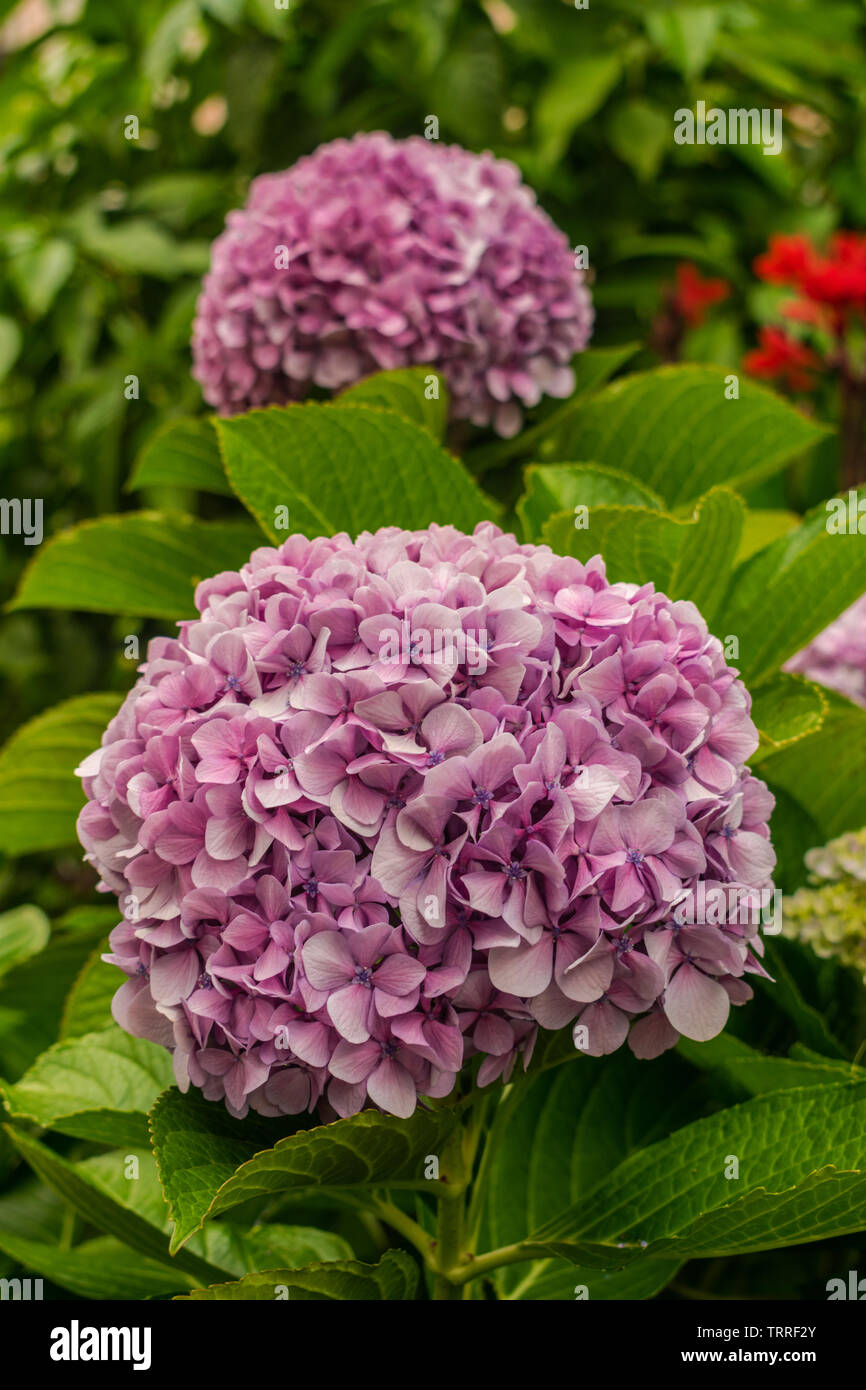 L'Hydrangea flowers avec arrière-plan vert de la végétation Banque D'Images